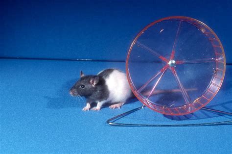 rat exercise wheel|do rats use exercise wheels.